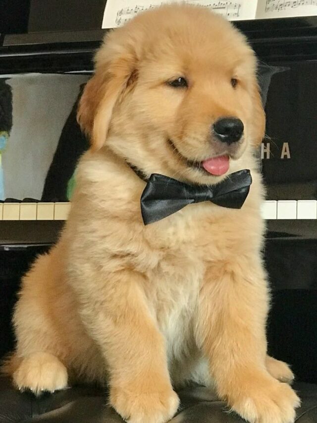 💕 “A puppy’s love is the first step to forever friendship