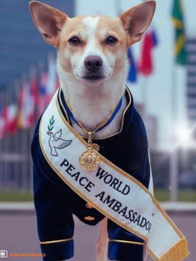 Aloka  The Peace of Dog is not just a name, it is a feeling